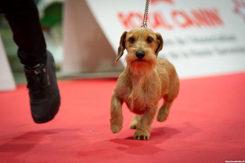 2024 septembre, exposition canine